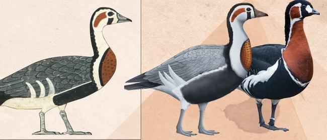 Ancient goose depiction, life reconstruction, and modern species. A painting of an extinct animal or mis-drawn modern species? (Credit: Life reconstruction A. Romilio, Ancient goose depiction C. K. Wilkinson, Photograph Tambako the Jaguar).