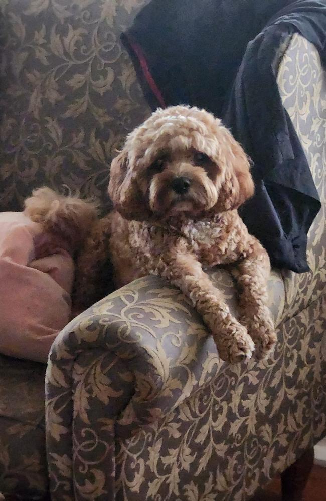 Fergus: Diane Frazer's 2 and a half year old Cavoodle