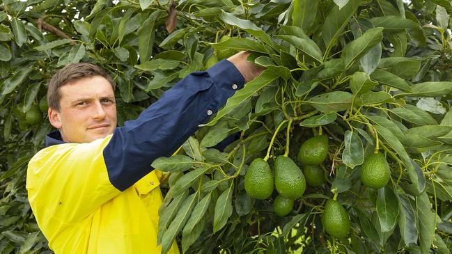 Carl Hanly checks on the avocados at Red Plateau Organic Produce. Picture: Supplied