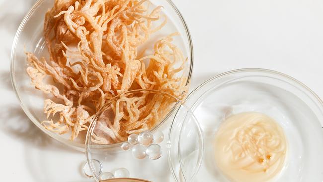 Sea moss used in laboratory for research.