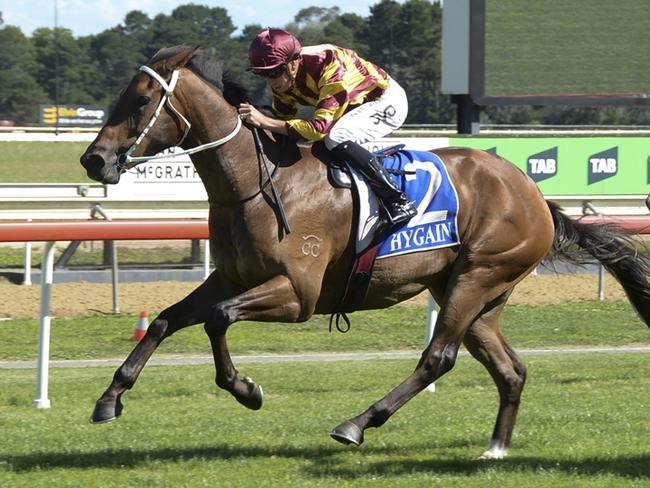 Cable Express is on trial of a crack at the Queensland Derby when he heads to Randwick-Kensington on Wednesday. Picture: Bradley Photos