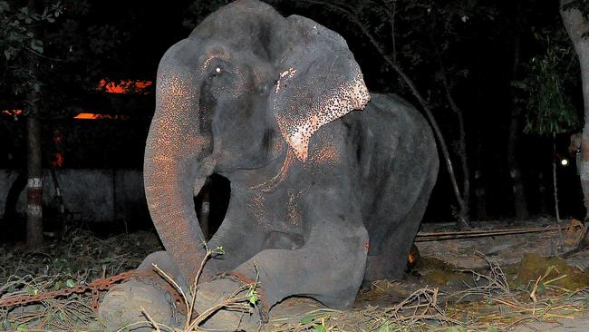 The tears rolling down Raju’s face. Credit: Press People/Wildlife SOS