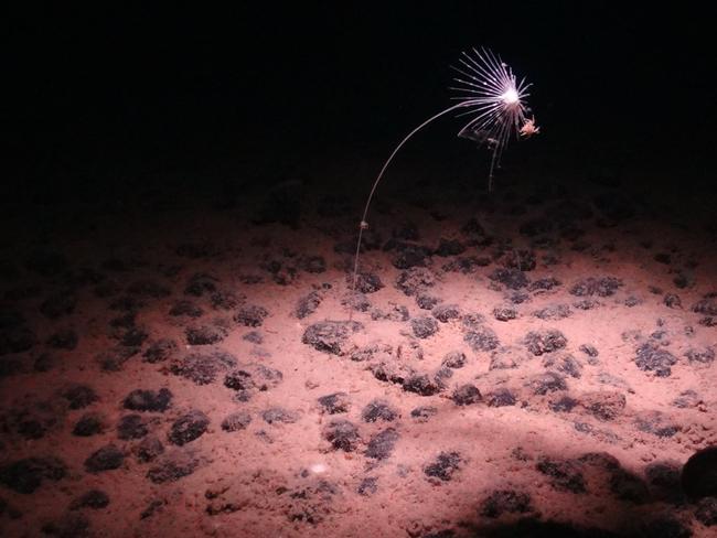 A handout image made available by the National Oceanography Centre on July 24, 2023, shows a carnivorous sponge, Axoniderma mexicana, photographed during a recent expedition to the NE Pacific abyss and found in the Clarion-Clipperton Zone (CCZ), has shown it is not just rich with life -- with one study finding some 5,000 species previously unknown to science -- but also far more complex than previously thought. That raises further questions about controversial proposals, currently being discussed at international talks in Jamaica, to mine the CCZ for the rock-like nodules. Once thought of as almost an underwater desert, the vast abyssal plain stretching between Hawaii and Mexico has been scoured by scientists as mining firms eye mineral-rich 