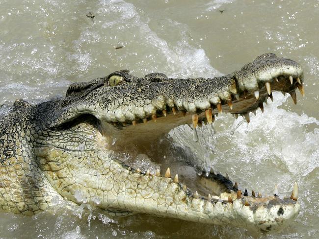 Saltwater crocodile in Adelaide River, NT 15 Oct 2005. /Crocodiles