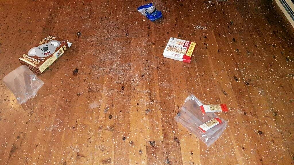 DISGUSTING: Mess left by evicted tenants. Owner of the Mongogarie property Christine Beatty has been left at least $5000 out of pocket. Picture: Contributed