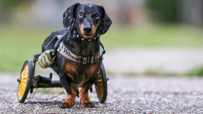 Krumm the Dachshund was the face of Storybook Farm. Picture: NIGEL HALLETT