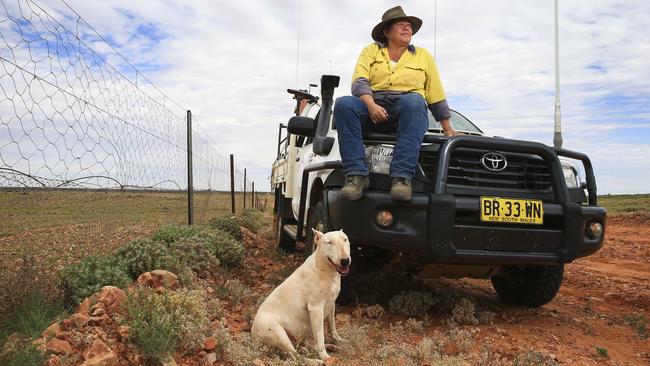 The Unexpected Result of Australia's Dingo Fence - JSTOR Daily