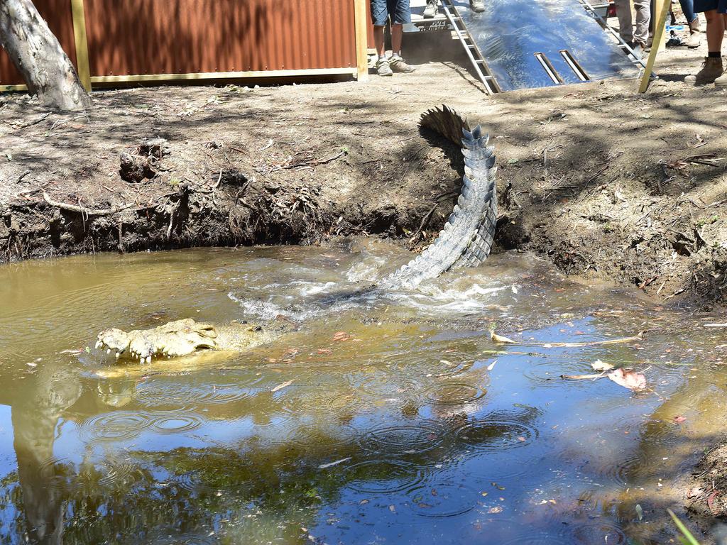 Billabong Sanctuary's new croc Krakatoa arrives to his new home. Picture: Shae Beplate.