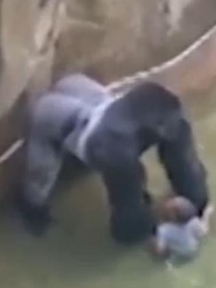 Harambe the gorilla was shot dead after the boy fell into his enclosure. Picture: WLWT