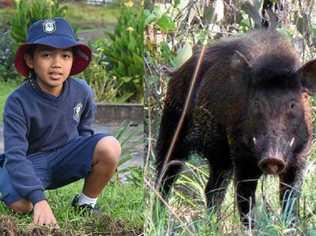 LUCKY ESCAPE: Gympie schoolboy Neil Macalisang had a terrifyingly close call with a feral pig. Picture: Josh Preston