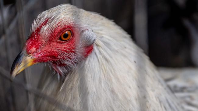 NSW’s bird flu outbreak has potentially crossed the border into the ACT and spread to a third farm. Picture: Brandon Bell/ Getty Images/ AFP