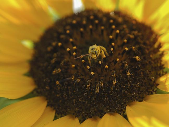 A bee collects pollen from a sunflower in Idaho Falls, Idaho, Monday, Sept. 9, 2019. (John Roark/The Idaho Post-Register via AP)