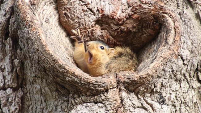 Photographer Corey Seeman’s entry, titled Who Would Like A Peanut? It was recognised in the Highly Commended Winners. Picture: Corey Seeman