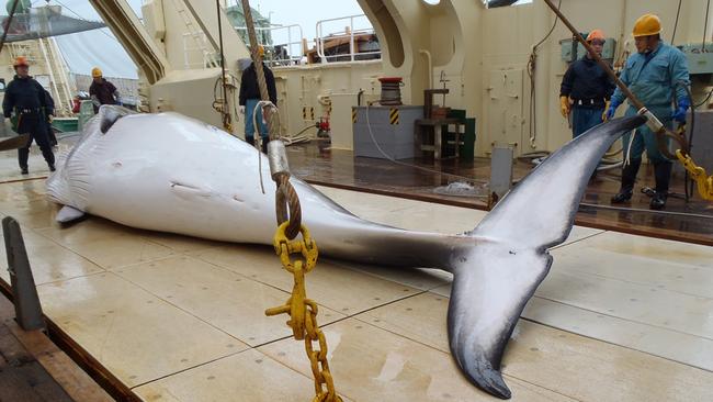 This undated handout picture released from the Instutute of Cetacean Research on November 18, 2014 shows a minke whale on the deck of a whaling ship for research whaling at Antarctic Ocean. Japan said on November 18 it has cut its Antarctic whale-catch quota by two-thirds in a move it hopes will convince international opponents it is conducting genuine scientific research on expeditions in the region. AFP PHOTO / THE INSTITUTE OF CETACEAN RESEARCH ---EDITORS NOTE------RESTRICTED TO EDITORIAL USE - MANDATORY CREDIT "AFP PHOTO / THE INSTITUTE OF CETACEAN RESEARCH" - NO MARKETING NO ADVERTISING CAMPAIGNS - DISTRIBUTED AS A SERVICE TO CLIENTS