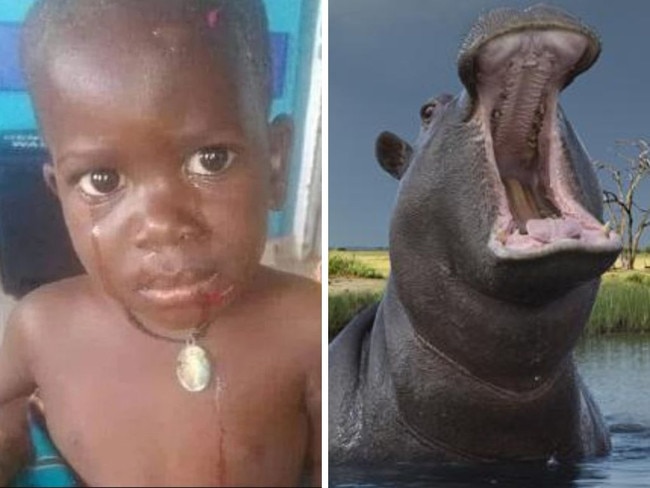 Hippo swallows boy - then spits him out alive. Picture: Twitter; Getty Images