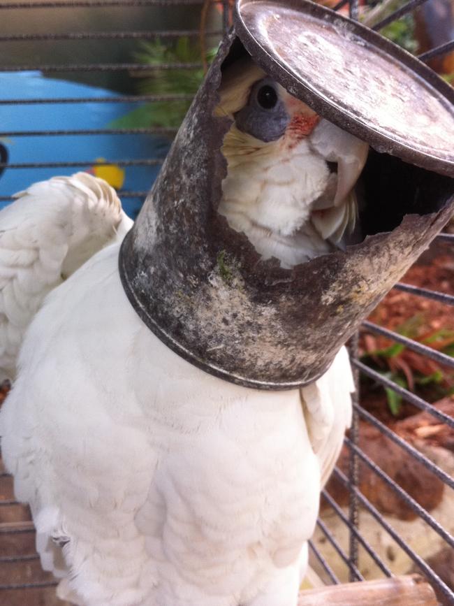 Zoodoo's Corella Ned Kelly, 92, died on July 17. Supplied: Zoodoo