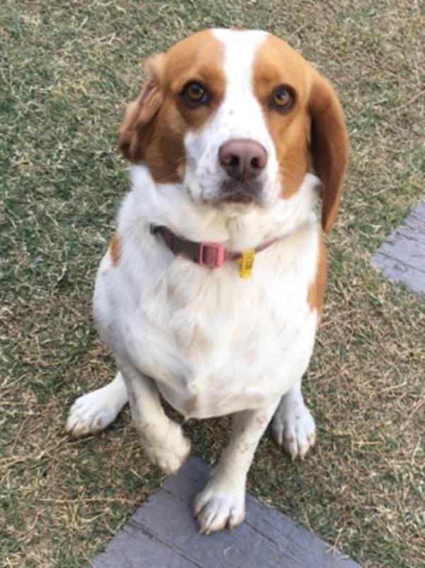 LILLY SPARKLES: The beagle cross king charles cavalier always pauses with a paw up.