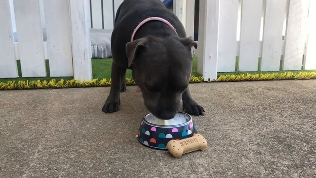 Molly the staffy enjoys a puppuccino at the Sunshine Coast's newest dog-friendly cafe