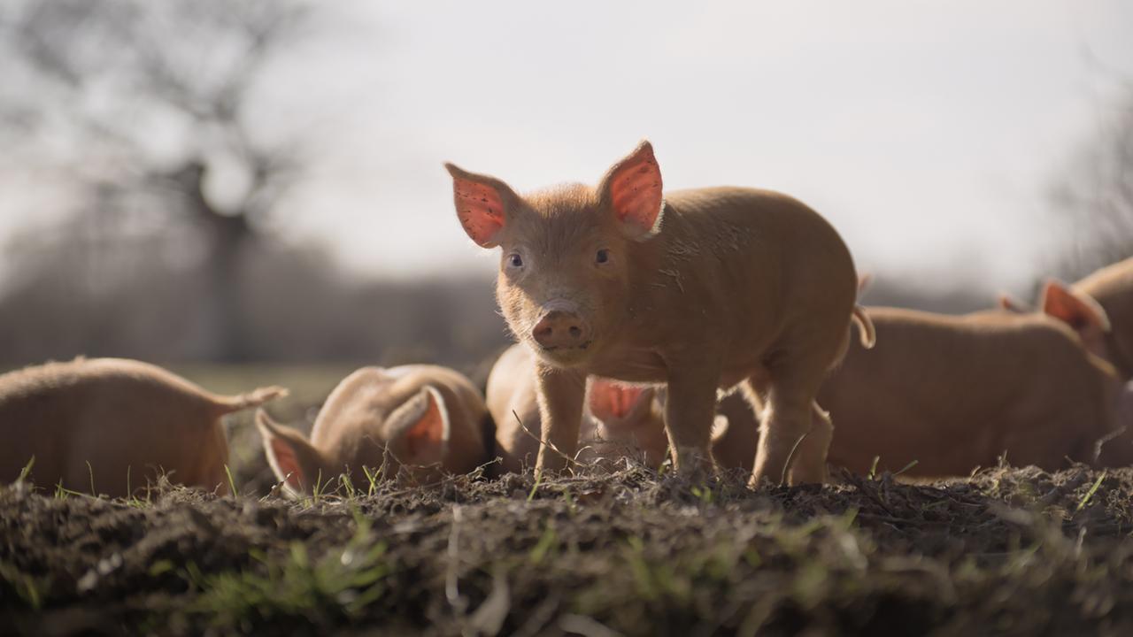 This film is a zany take on letting nature take its course