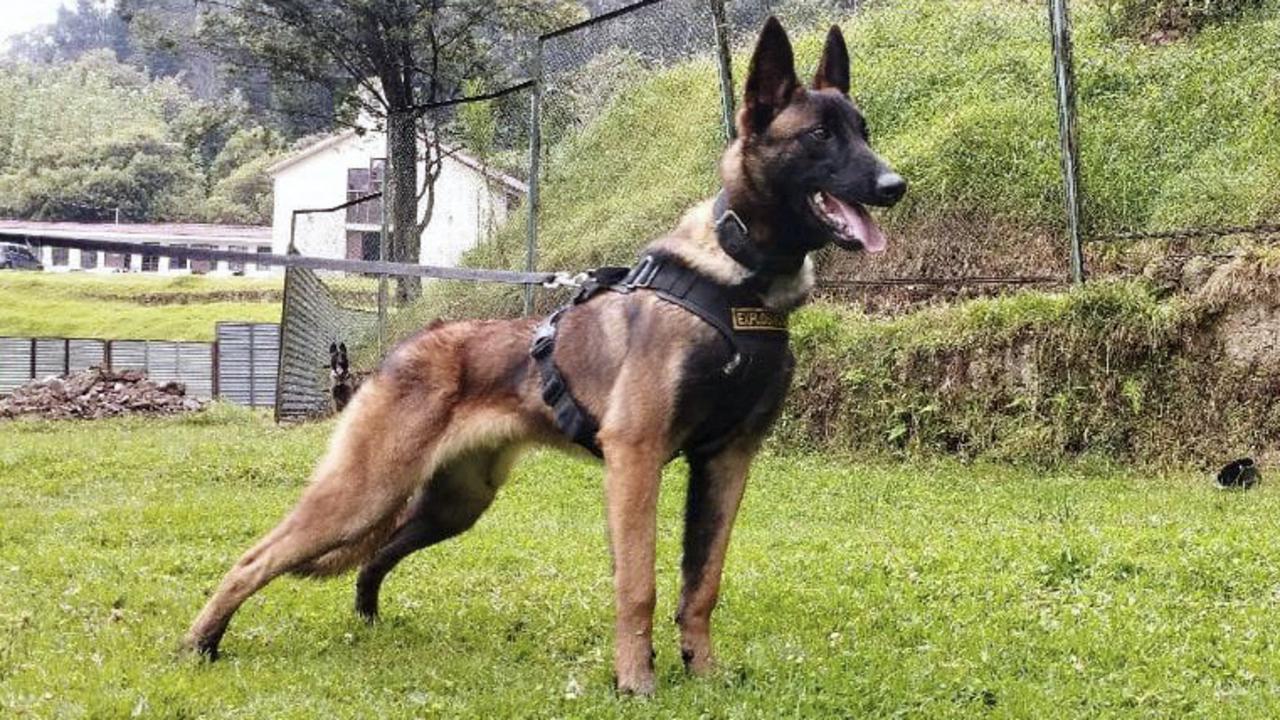 Rescue dog Wilson played a crucial role in the finding of the four children, but disappeared within the dense Colombian jungle. Picture: Handout / Colombian Army / AFP