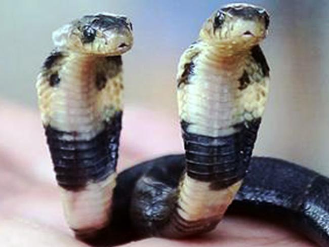 Pic shows: The cobra with two heads. A longtime snake breeder discovered the stuff of nightmares when he found a cobra on his farm that had been born with two heads. And he said incredibly although it does not eat or drink, it is still alive and growing. Huang Pan, a snake breeder of 10 years in Yulin city of south Chinaâ€™s Guangxi region, said he found the two-headed Chinese cobra (Naja atra) when cleaning empty snake shells. The second "head" appears three-quarters of the way up the snakes body, with both appendages able to move independently. Mr Huang noted that he took a strong interest in the rare snake ever since it hatched, but he fears it may not live too longer as it had not eaten or drunk anything since birth. Mr Huang decided that, for the sake of the snake, he would hand the animal over to the city zoo in the provincial capital Nanning who he hopes may be able to help it. Zookeeper Li Keqi said at the time of the report: "The snake has been alive for 10 days now and has been with us for two, during which time it has already changed its skin once." He added: "But despite the snakeâ€™s stable condition now, there is no way of telling whether it will be able to live on, as it still does not eat or drink water." Polycephaly, the condition of having two heads, has been reported numerous times amongst snakes. However, most polycephalic snakes have a short lifespan, while those in captivity have reportedly lived longer, including a 'rat snake' (Colubrinae) with separate throats and stomachs that survived for 20 years. (ends)