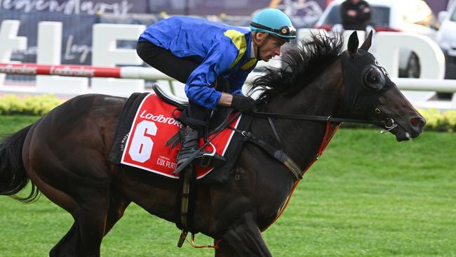 MELBOURNE, AUSTRALIA - OCTOBER 22: Blake Shinn riding Royal Patronage during a trackwork session at Moonee Valley Racecourse, on October 22, 2024 in Melbourne, Australia. (Photo by Vince Caligiuri/Getty Images)