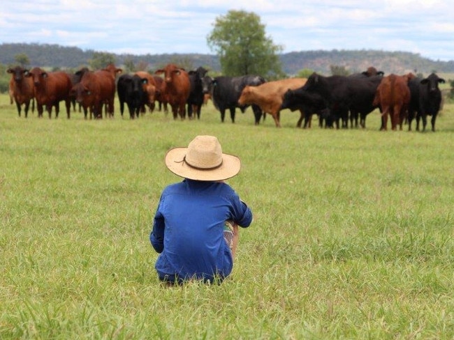 Jared Godwin checking on the bullocks.