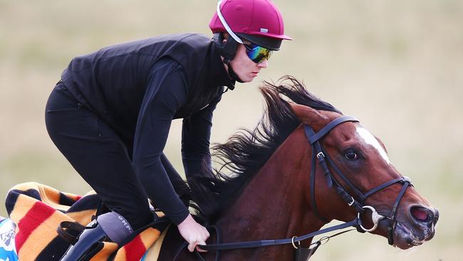 Rostropovich gallops during a Werribee trackwork session. Picture: Michael Dodge