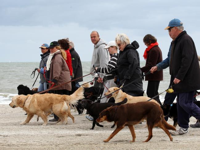 Port Phillip dog owners will not be allowed to walk their dogs on South Melbourne beach during summer after the council scrapped a planned trial. 