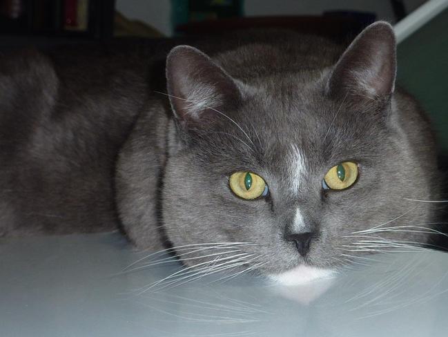 Shadow: Nanette from Arundel writes that Shadow is the handsomest cat on the Gold Coast. His preferred pastimes are chasing cat toys, sleeping and eating.