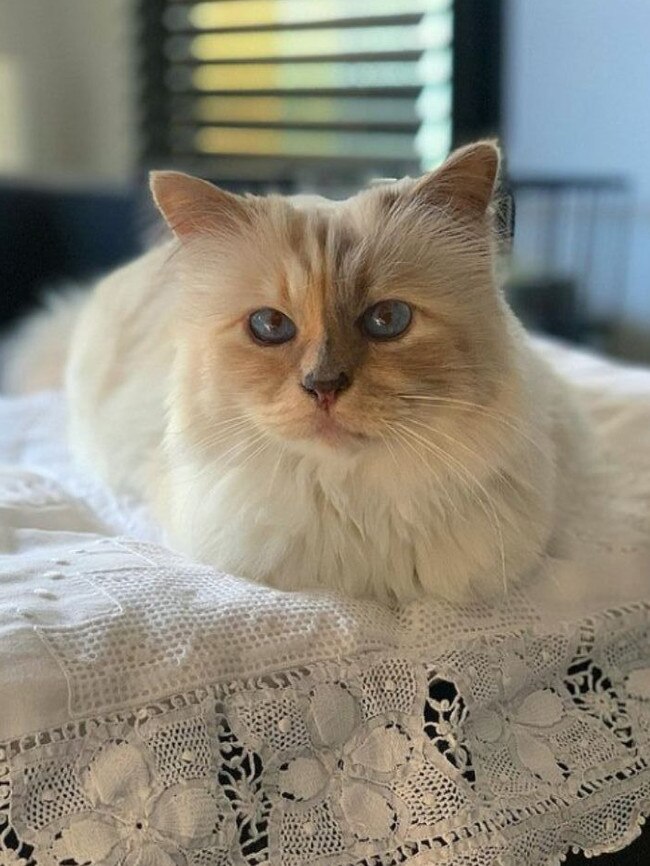 Choupette was Karl Lagerfeld's beloved cat from 2011 until his death in 2019. Picture: Instagram.