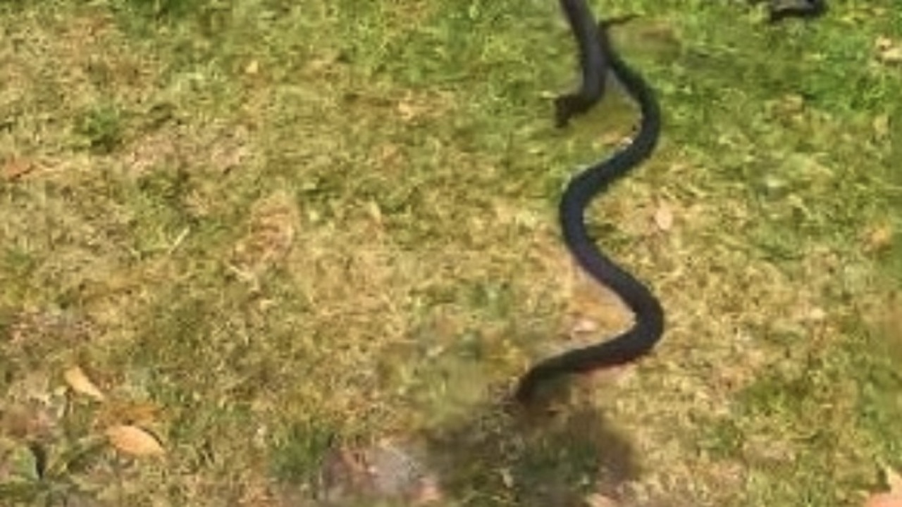 Snakes’ steamy session goes horribly wrong