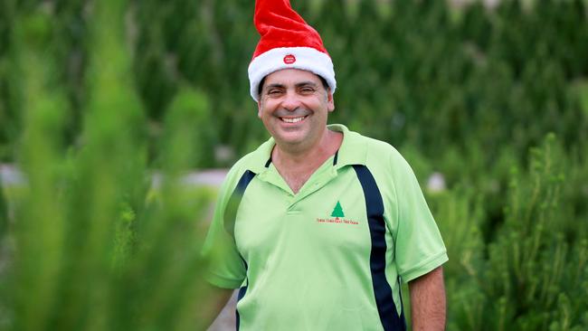 Christmas Tree Farm owner Leo Demasi immerses himself in the grove of trees. Picture: Angelo Velardo