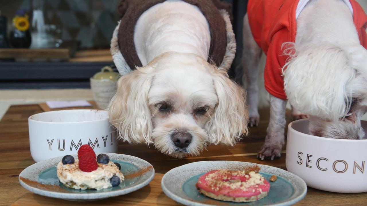 Two very good dogs enjoying pupcakes at Naked Brew, a dog-friendly cafe in Erko. Picture: Craig Wilson