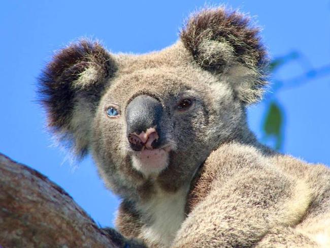 GCB Gummy the blue eyed koala, hit by a car in Coomera.