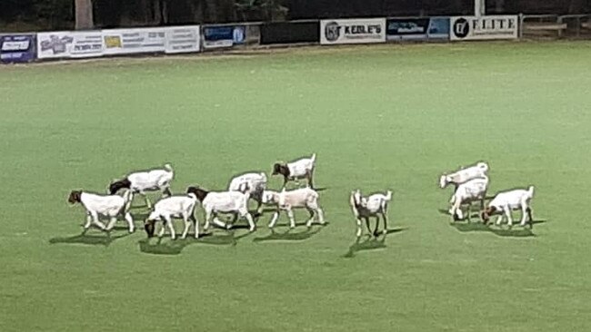 Goats broke out of an enclosure and onto Heathmont's HE Parker Reserve on February 20. Picture: Michelle Miller.