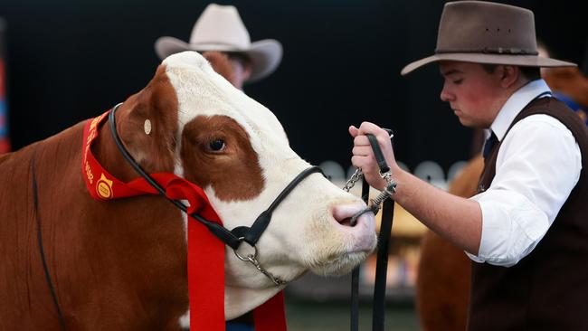 Royal Melbourne Show cattle judging | The Weekly Times