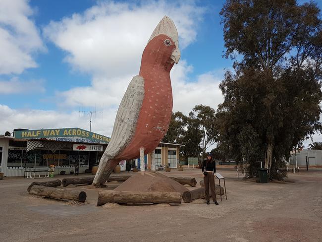 The Big Galah tourist attraction at Kimba. Picture: Jill Pengelley