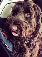 Paddington from Helensvale. I do not think he is the cutest I know he is.
