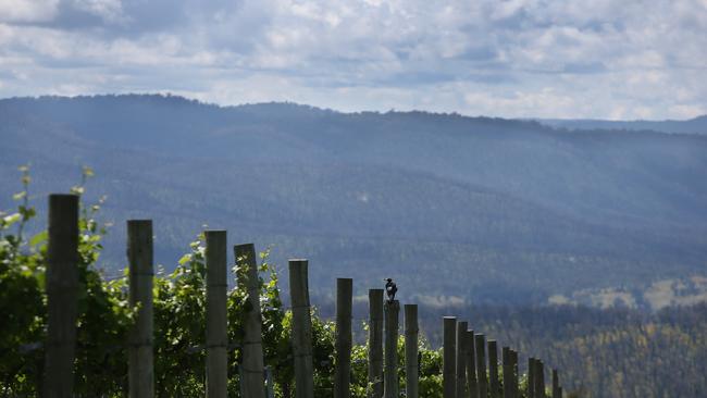 A winery at Tumbarumba in southern NSW.