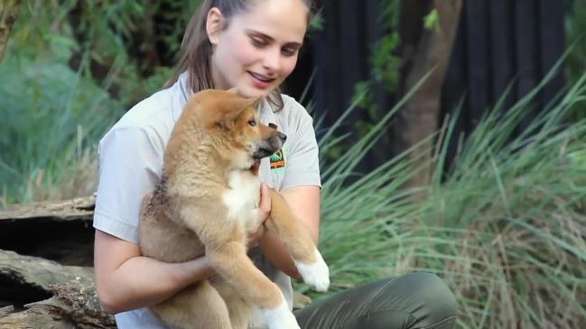 Australian Reptile Park names dingo puppies