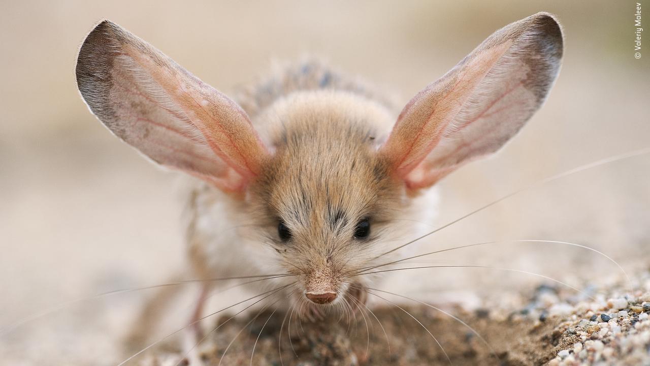 This long-eared jerboa was spotted in the Mongolian part of the Gobi Desert. The blood supply close to the skin in the ears helps the jerboa stay cool. Picture: AAP/Wildlife Photographer of the Year/Natural History Museum, Valeriy Maleev