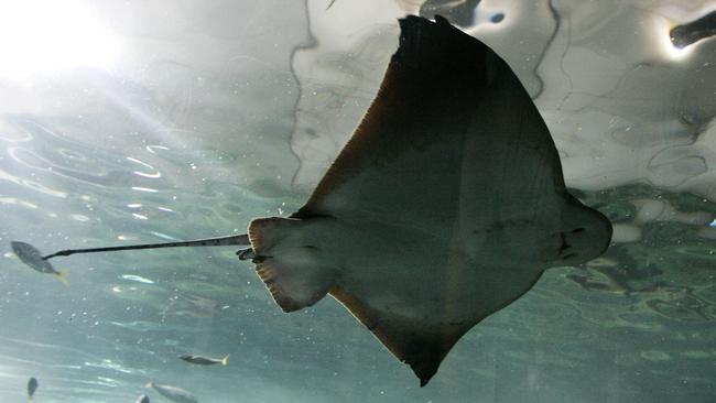 A stingray swims in its enclosure at the Sydney Aquarium Tuesday, Sept. 5, 2006. Australian international media personality and environmentalist Steve Irwin also known as the Crocodile Hunter was killed by a stingray barb to the heart while filming a television series on the Great Barrier Reef on Monday, Sept. 4. (AP Photo/Mark Baker)