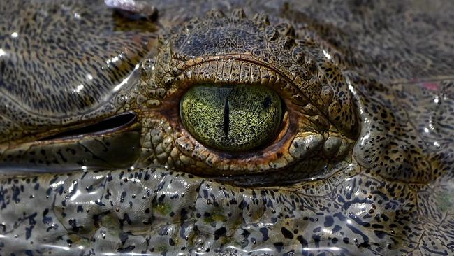 Four crocodiles have perished in a garage fire on the Gold Coast. Picture: AFP