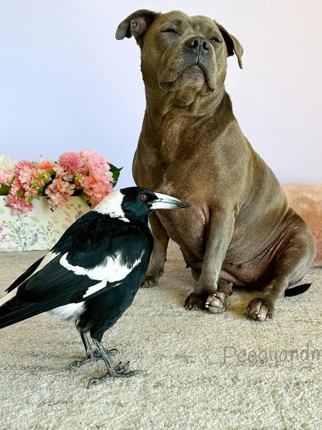 The bird and dog are often seen together. Picture: Instagram.