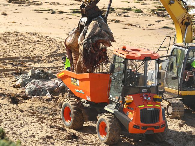 The remains of a dead whale are removed from 13th Beach at Barwon Heads. Picture: Alison Wynd