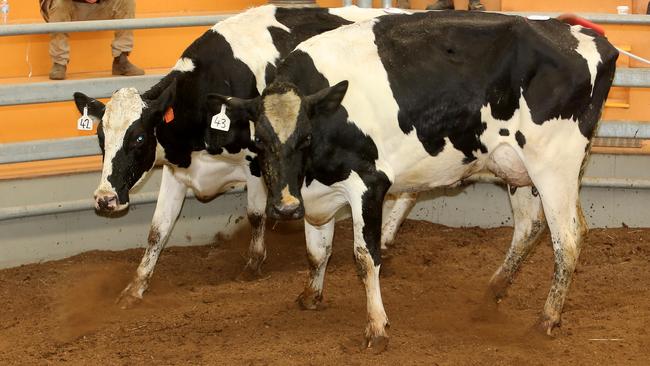 100 Holsteins sold to an average of $1791 at the Sullivan’s dispersal at the Echuca Selling Centre. Picture: Yuri Kouzmin.