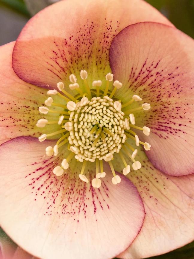 Hellebore 'Apricot Peach Spotted'.