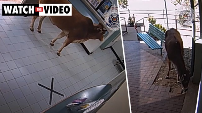 Cow walks into Queensland police station