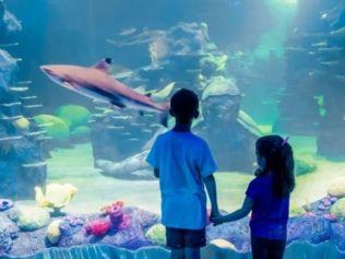 Embark on an underworld adventure at the Sydney Aquarium. Image: Klook